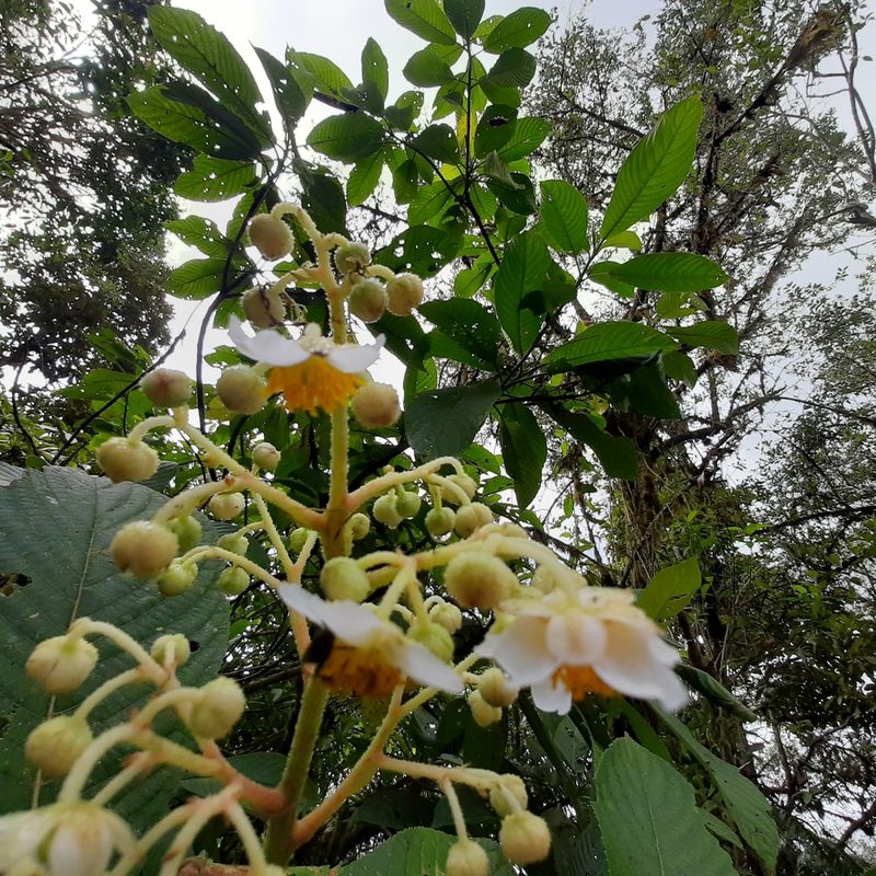 Saurauia montana, photographed by Arthur de Jesús Chavarría Pérez