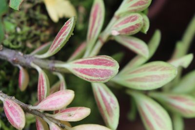 Peperomia olivacea, photographed by Jake Rehage