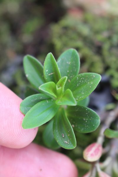 Peperomia olivacea, photographed by Jake Rehage