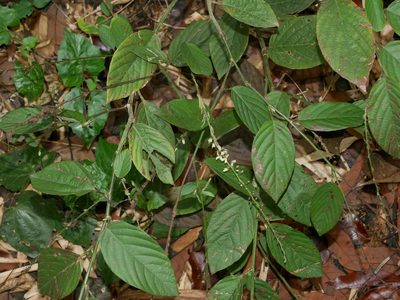 Pleurolobus gangeticus, photographed by Jacy Chen