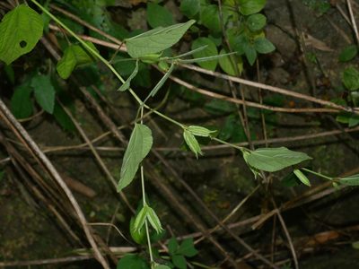 Corchorus aestuans, photographed by Jacy Chen