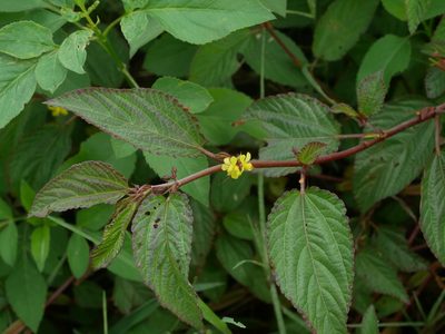 Corchorus aestuans, photographed by Jacy Chen