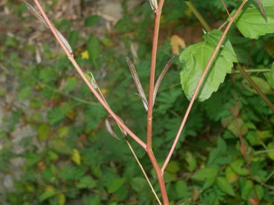 Corchorus olitorius