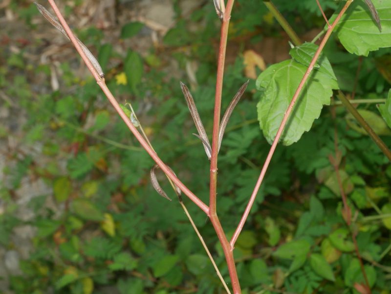 Corchorus olitorius, photographed by Jacy Chen