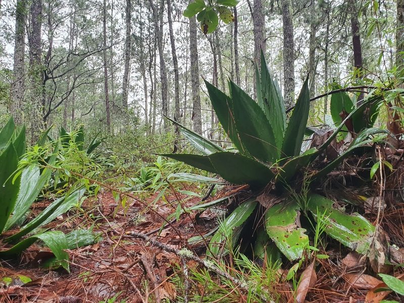 Agave intermixta, photographed by Yolanda M. Leon