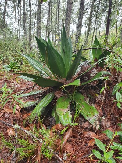 Agave intermixta, photographed by Yolanda M. Leon