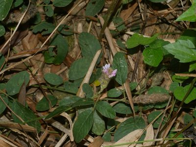 Uraria lagopodioides, photographed by Jacy Chen