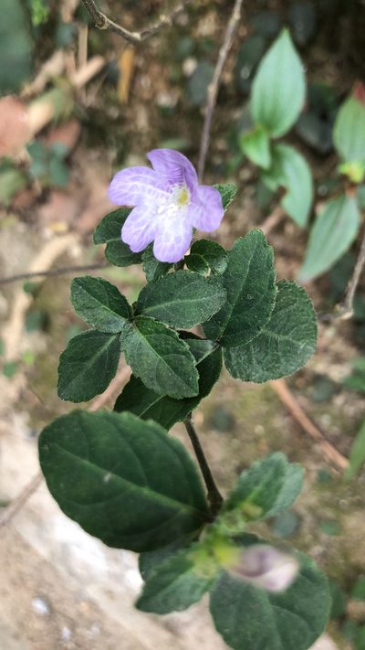 Strobilanthes tetrasperma, photographed by Smriti S.