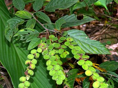 Phyllodium pulchellum, photographed by Jacy Chen