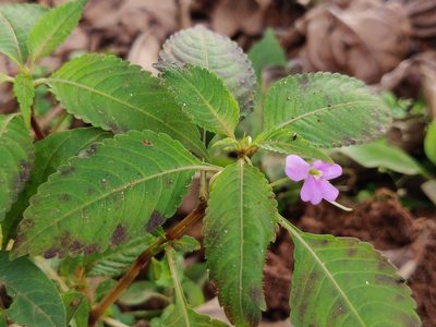 Impatiens dasysperma, photographed by T R Shankar Raman
