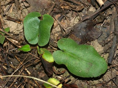 Parahemionitis arifolia, photographed by Jacy Chen