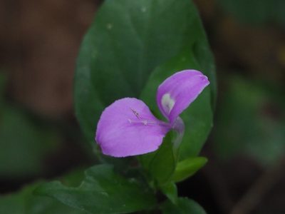 Dicliptera tinctoria, photographed by 葉子