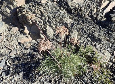 Lomatium brandegeei, photographed by John Brew