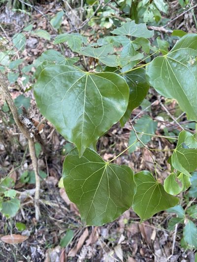 Barklya syringifolia, photographed by Greg Tasney