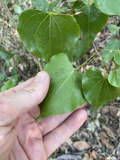 Barklya syringifolia, photographed by Greg Tasney
