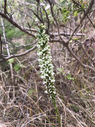 Platanthera elegans, photographed by Marcus Tamura