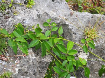 Derris trifoliata, photographed by 葉子