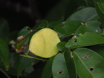 Derris trifoliata, photographed by 葉子