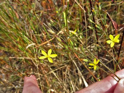 Croptilon divaricatum, photographed by Annika Lindqvist
