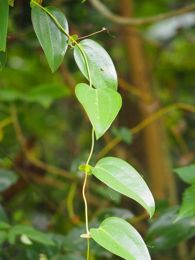 Smilax ocreata, photographed by 葉子