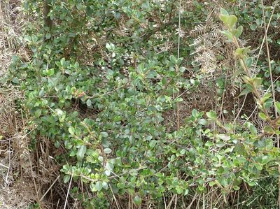 Cotoneaster simonsii, photographed by John Steel