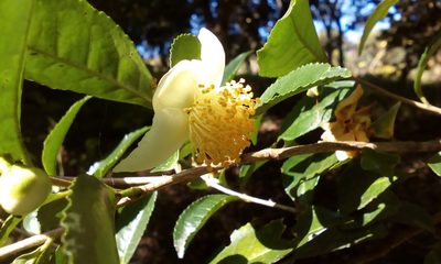 Camellia sinensis, photographed by Takashi KOIKE