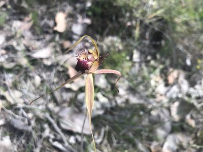 Caladenia brownii, photographed by Ann Bentley