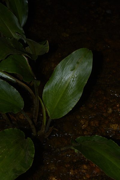 Lagenandra ovata, photographed by Siddarth Machado