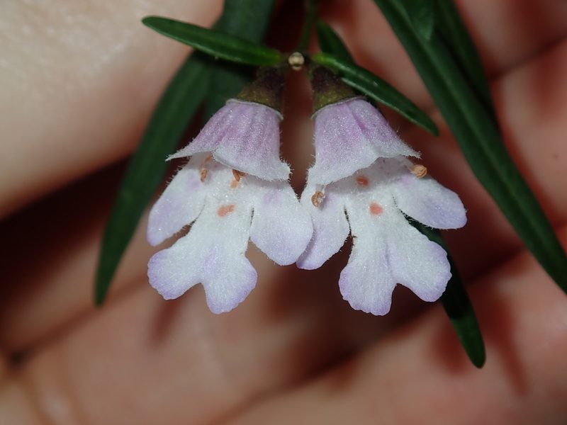 Prostanthera linearis, photographed by Thomas Mesaglio