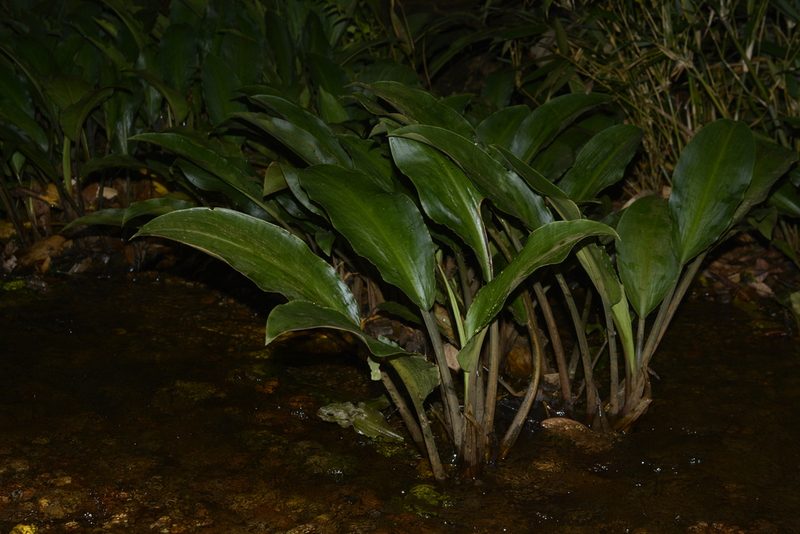 Lagenandra ovata, photographed by Siddarth Machado