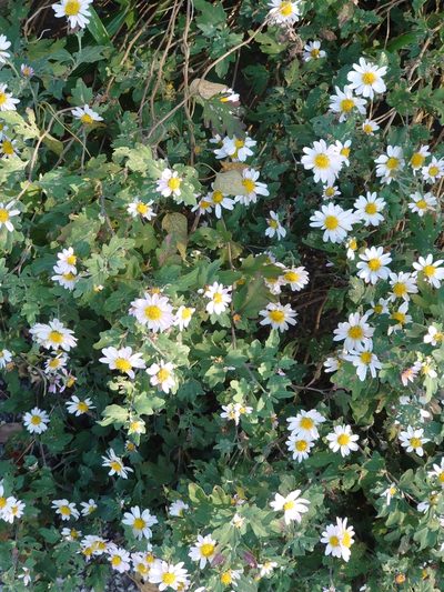 Chrysanthemum japonicum, photographed by WATANABE Hitoshi 渡辺仁