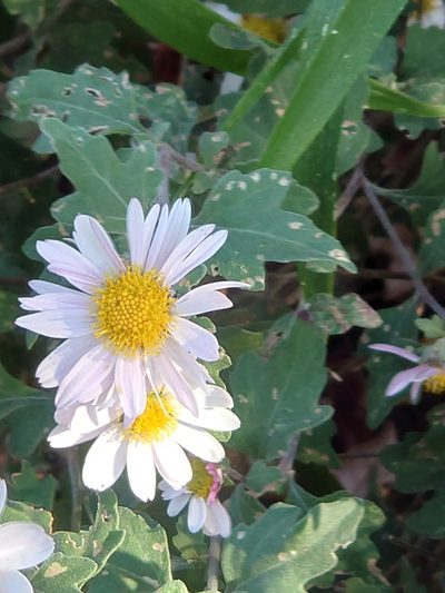 Chrysanthemum japonicum, photographed by WATANABE Hitoshi 渡辺仁