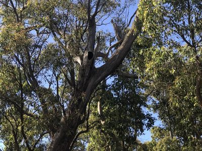 Eucalyptus marginata, photographed by Ann Bentley