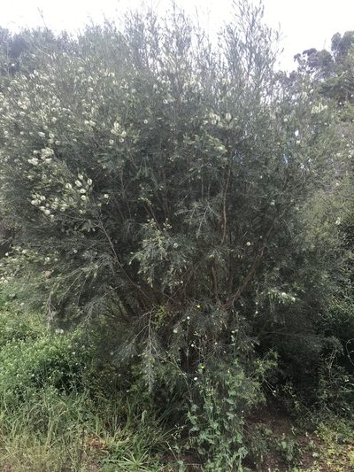 Melaleuca rhaphiophylla, photographed by Ann Bentley