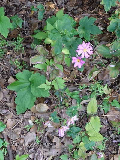 Eriocapitella hupehensis, photographed by WATANABE Hitoshi 渡辺仁
