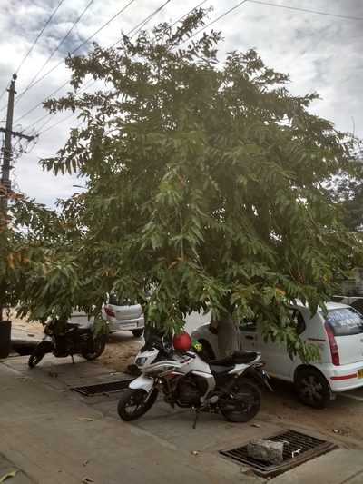 Terminalia arjuna, photographed by P Jeganathan