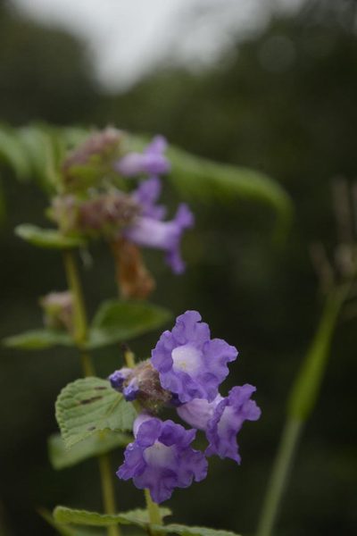 Strobilanthes sessilis, photographed by Siddarth Machado