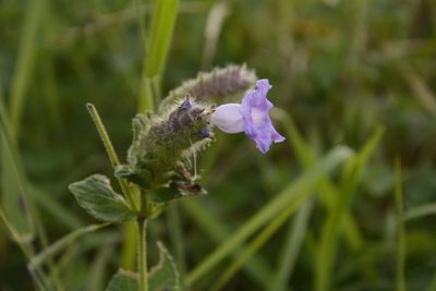 Strobilanthes sessilis, photographed by Siddarth Machado