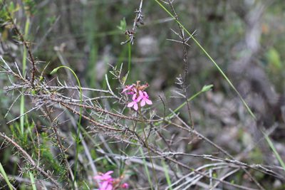 Stylidium hirsutum, photographed by Em Lamond