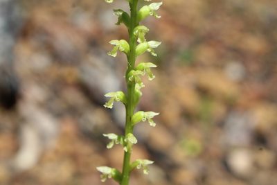Microtis alboviridis, photographed by Em Lamond
