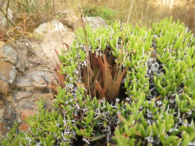 Haworthiopsis venosa, photographed by Christiaan Viljoen
