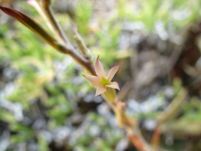 Adromischus maculatus, photographed by Christiaan Viljoen