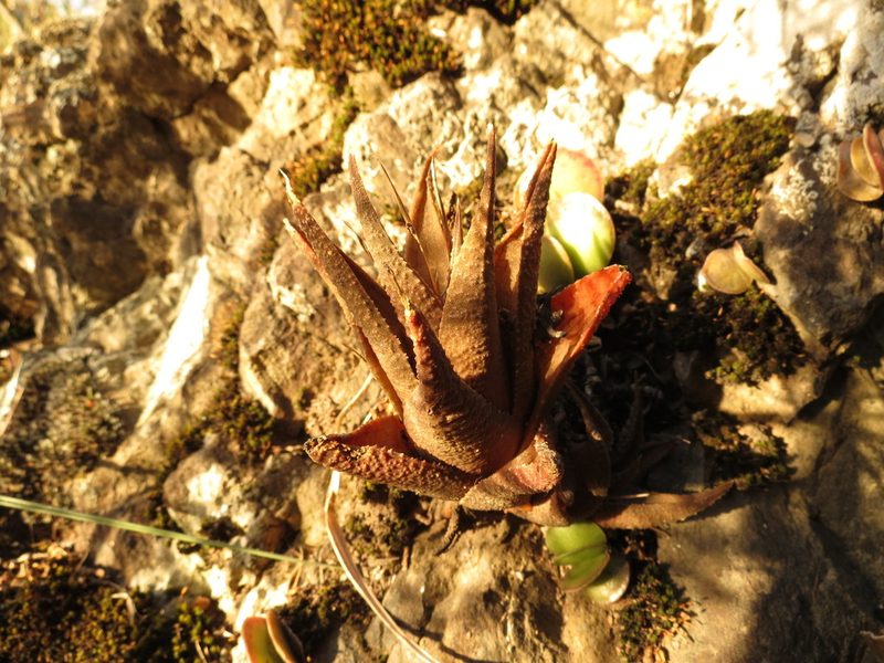 Haworthiopsis venosa, photographed by Christiaan Viljoen