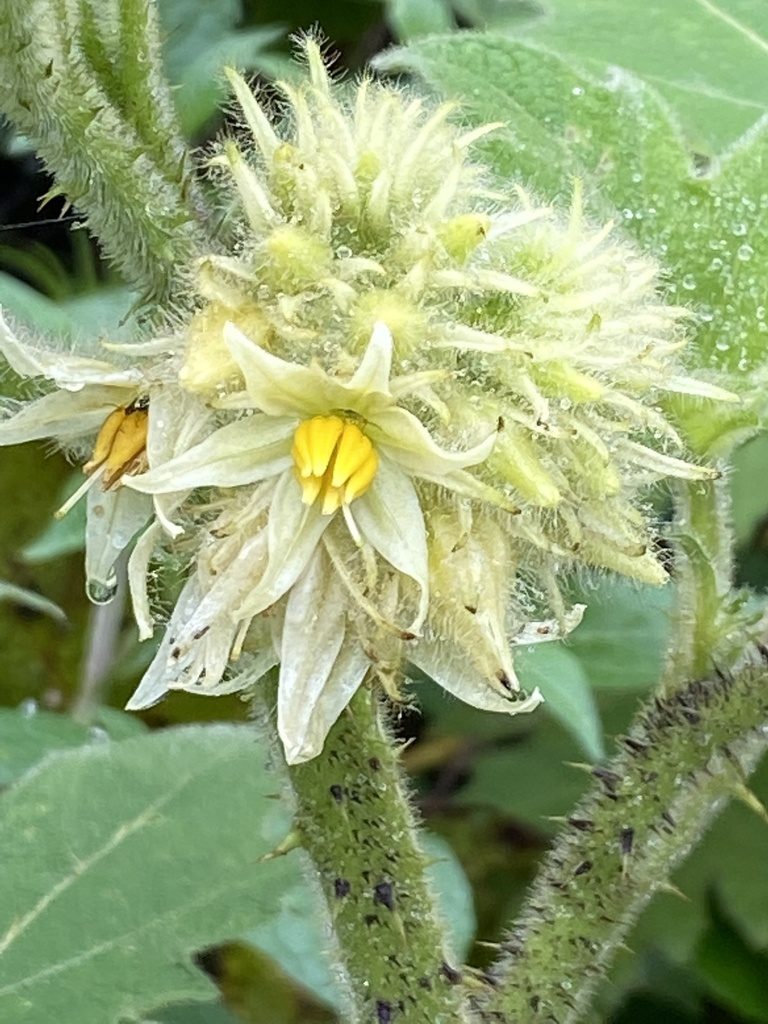 Solanum lhotskyanum, photographed by Jean-Paul Boerekamps