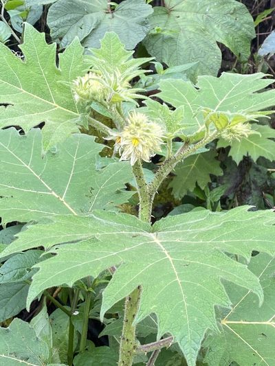 Solanum lhotskyanum, photographed by Jean-Paul Boerekamps