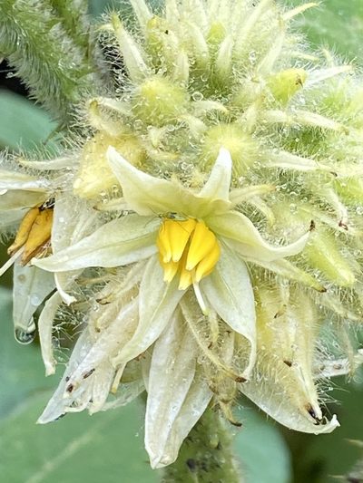Solanum lhotskyanum, photographed by Jean-Paul Boerekamps