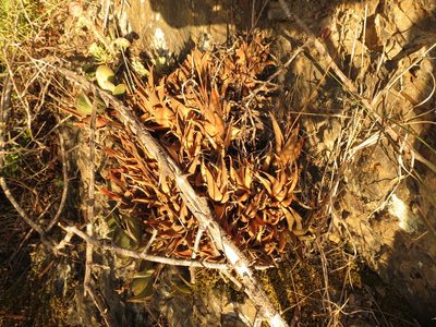 Haworthiopsis venosa, photographed by Christiaan Viljoen