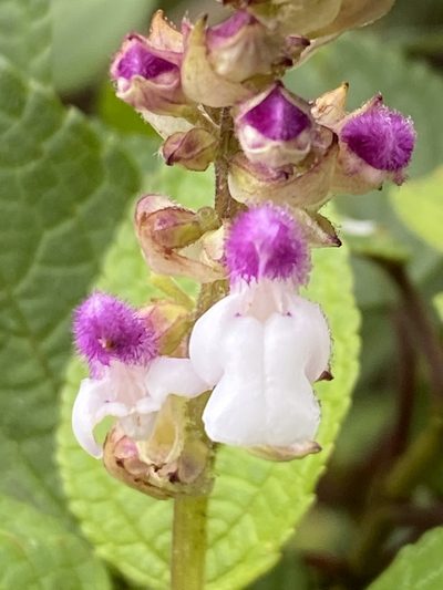 Salvia arenaria, photographed by Jean-Paul Boerekamps