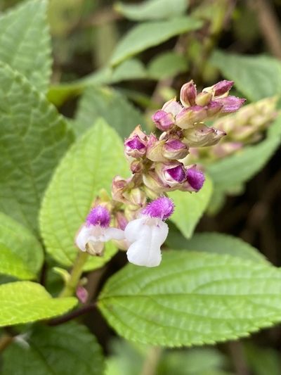 Salvia arenaria, photographed by Jean-Paul Boerekamps