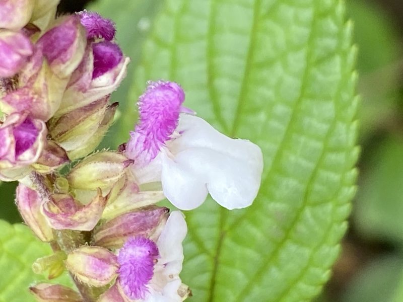 Salvia arenaria, photographed by Jean-Paul Boerekamps